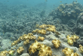Sections of Great Barrier Reef suffering from `complete ecosystem collapse` 